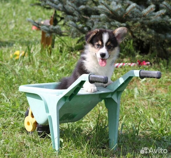 Милые коржики
