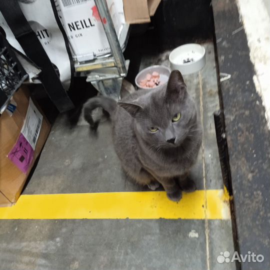 Кошка в беде