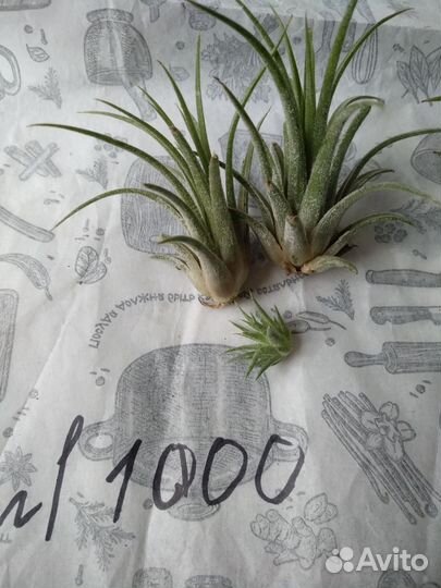 Тилландсия атмосферная