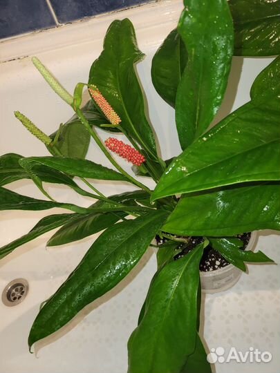 Антуриум Бейкера