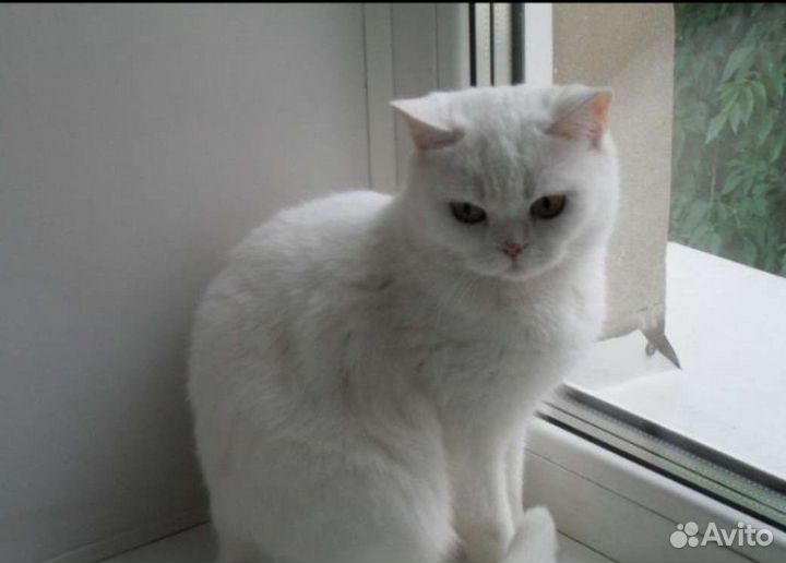 Шотландская кошечка