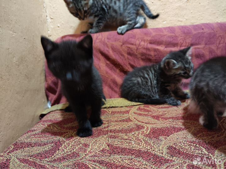 Котята в добрые руки бесплатно