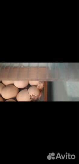 Яйцо Цыплята бройлеры суточны