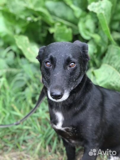 Кнопа ждёт хозяина