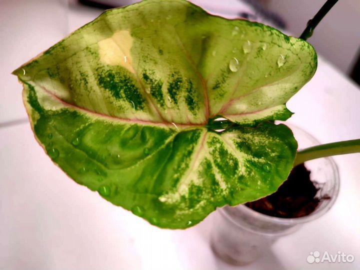 Сингониум орм тонг вариегатный