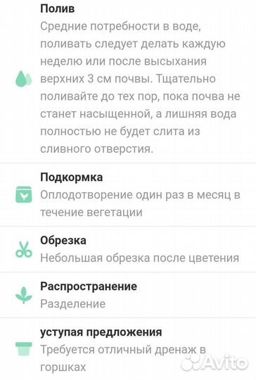 Спатифиллум (Spathiphyllum spp.)