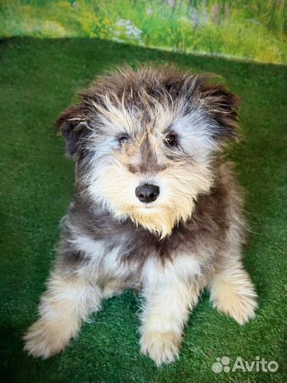 Маленькая собака в добрые руки