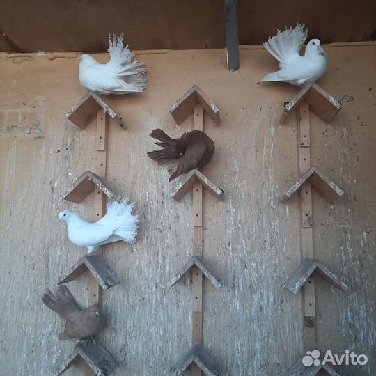 Голуби павлины