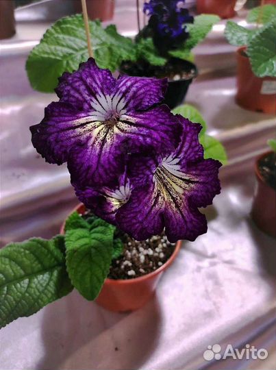 Комнатные растения на выставке цветов 19.05.2024