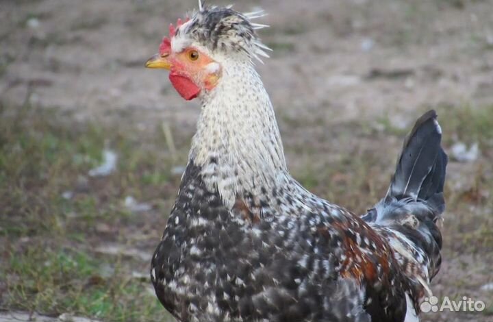 Куры петухи