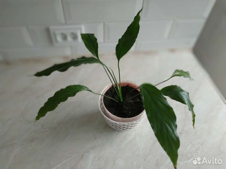 Спатифиллум