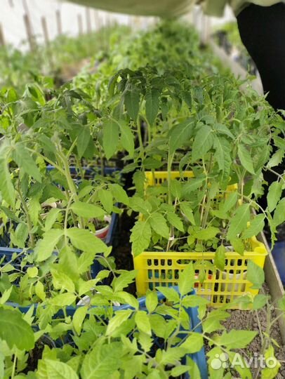 Рассада огурцов,кабачков, тыквы, томатов, цветов