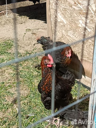 Петушки Мараны черно медные вывод 26 января