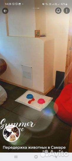 Передержка домашних животных собак и кошек