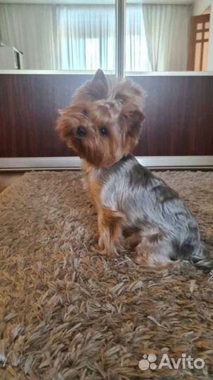 Вязка,йорк, беби фейс