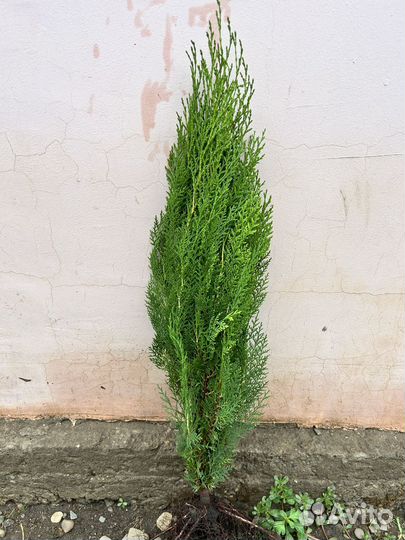 Туи /Самшид