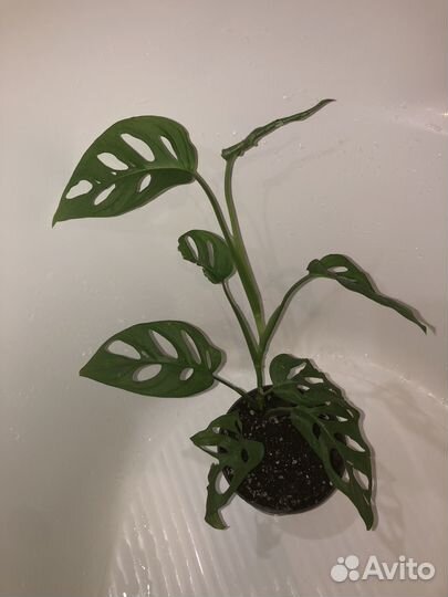 Ароидные комнатные растения