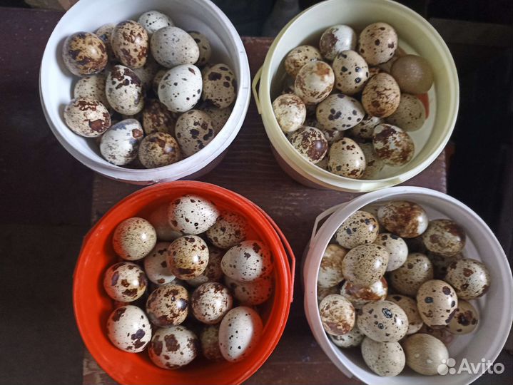 Яйца перепелинные домашние