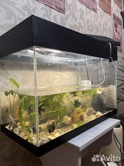 Аквариум