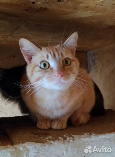 Рыжий котик