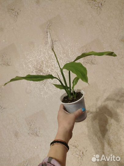 Спатифиллум цветущий