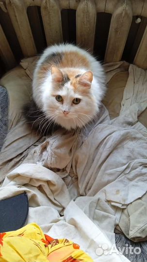 Кошки в добрые руки бесплатно