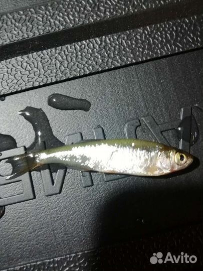 Живец, на окуня