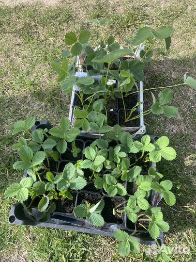 Усы клубники вкусной