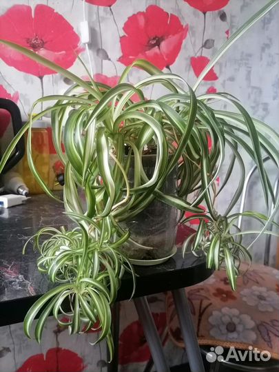 Хлорофитум кудрявый