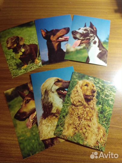 Наборы открыток Собаки и виды Тулы