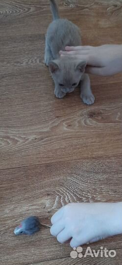 Бурманские котята, лиловый мальчик