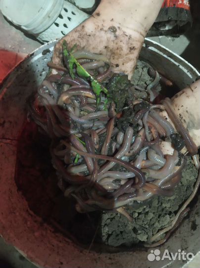 Черви для рыбалки