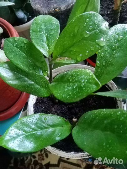 Замиокулькас