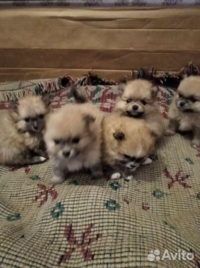 Шпицы померанцы. Разные. Доставка из Челябинска