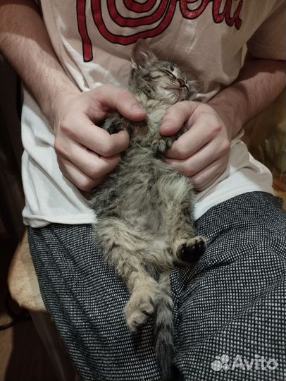 Котенок в добрые руки