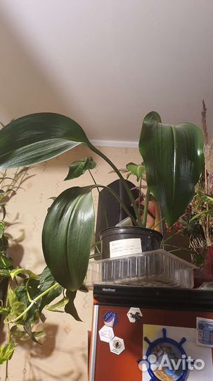 Эухарис амазонская лилия