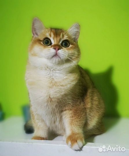 Британские котята