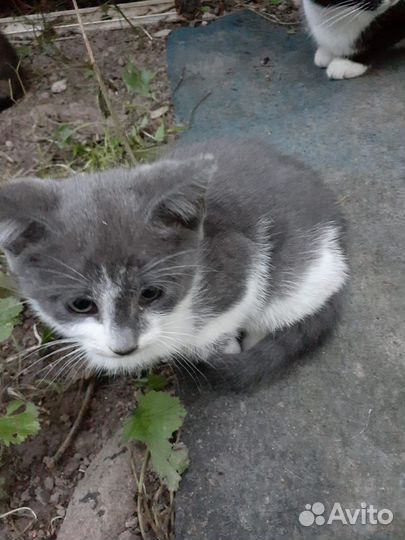 Котята 2.5 месяца в добрые руки