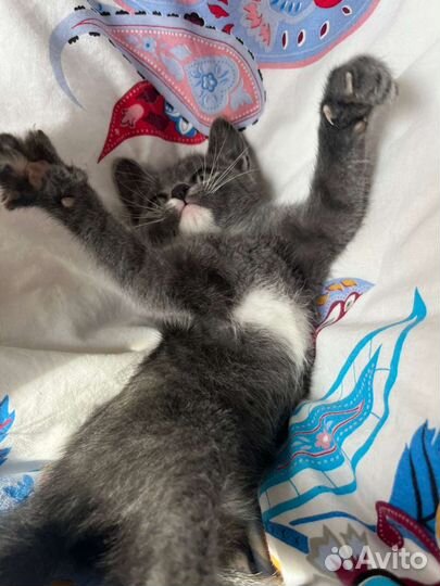 Малышка Боня ищет семью (забронирована)