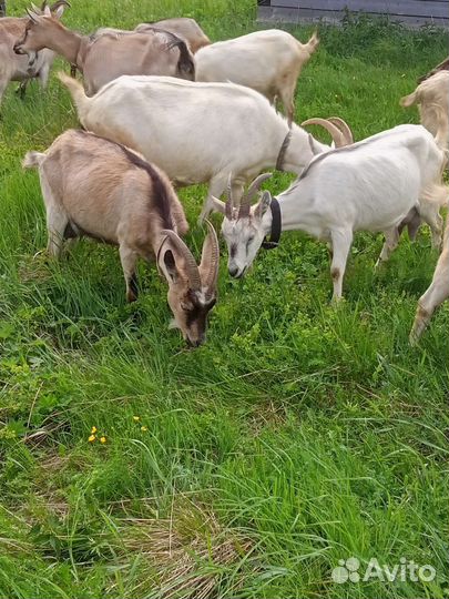 Коза дойная
