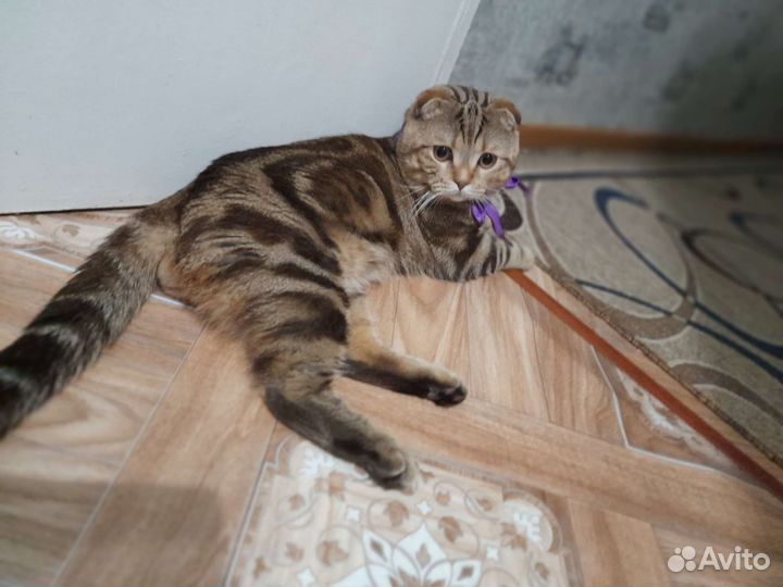 Шотландский кот вязка