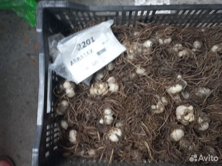 Лилии луковицы