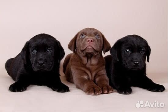Щенки лабрадора