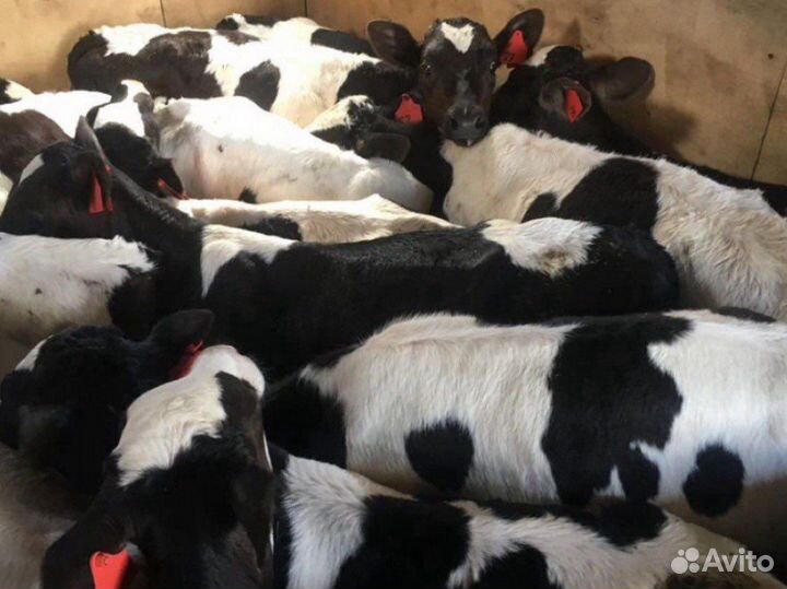 Телята бычки