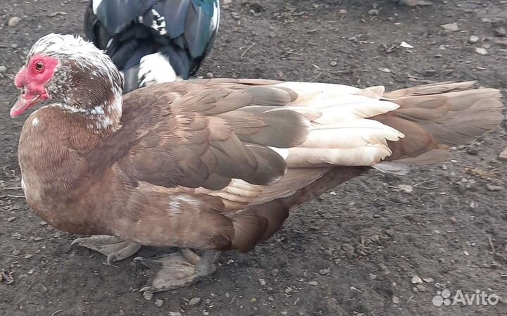 Утак и утки Красный бык Мускусные