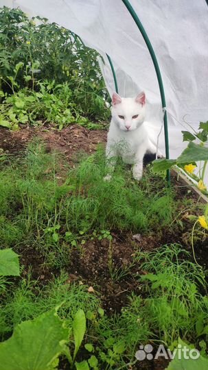 Белый глухой кот