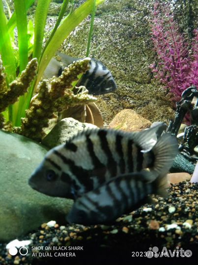 Цихлазома чернополосая