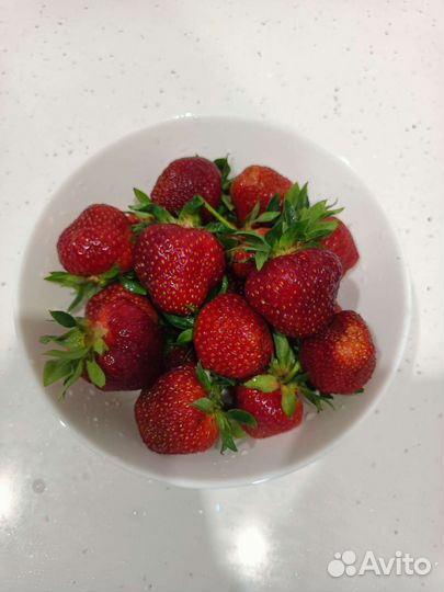 Рассада клубники