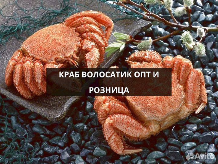 Краб Волосатик опт