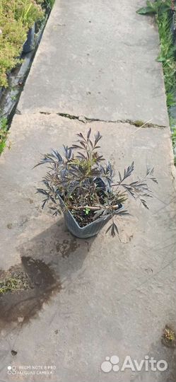 Бузина черная блэк лэйс